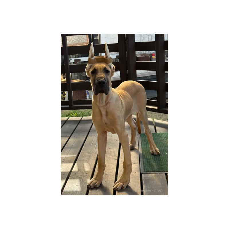 販売中の福岡県のグレートデン-444382の2枚目