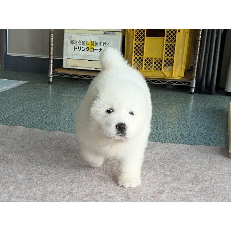 成約済の千葉県のグレートピレニーズ-439611の5枚目