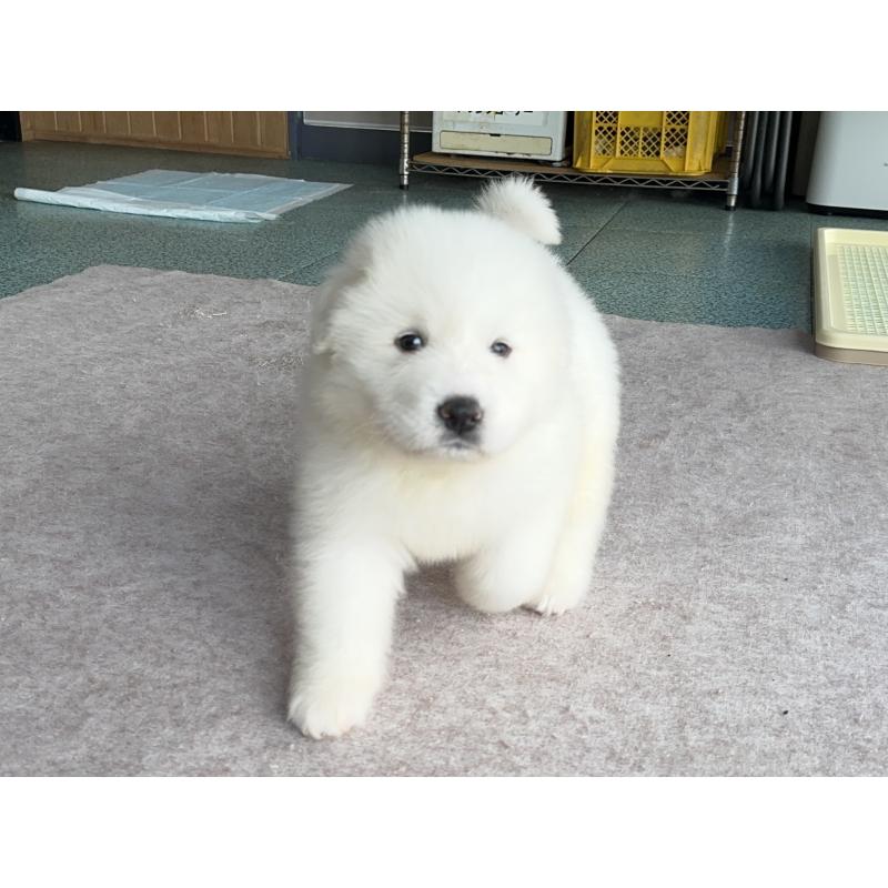 成約済の千葉県のグレートピレニーズ-439611の4枚目