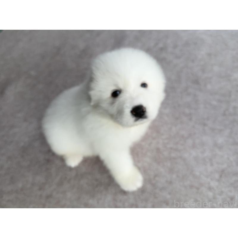 成約済の千葉県のグレートピレニーズ-439611の3枚目