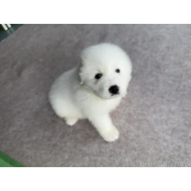 成約済の千葉県のグレートピレニーズ-439611の2枚目