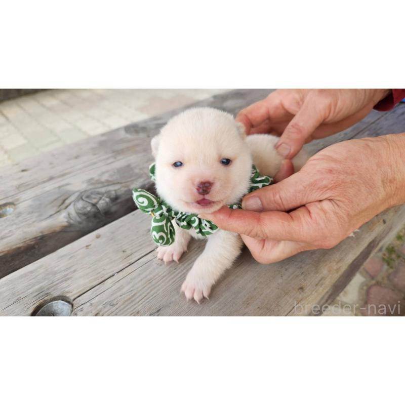 販売中の福岡県の豆柴-444383