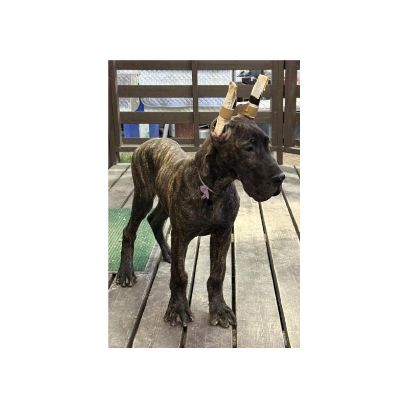 販売中の福岡県のグレートデン-444385の3枚目