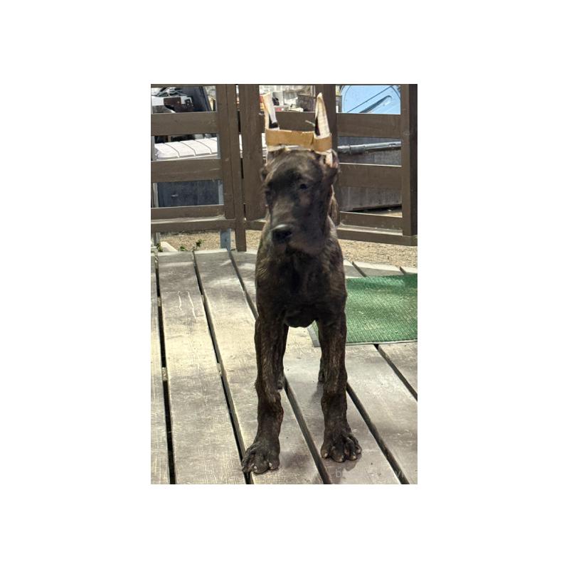 販売中の福岡県のグレートデン-444385の4枚目