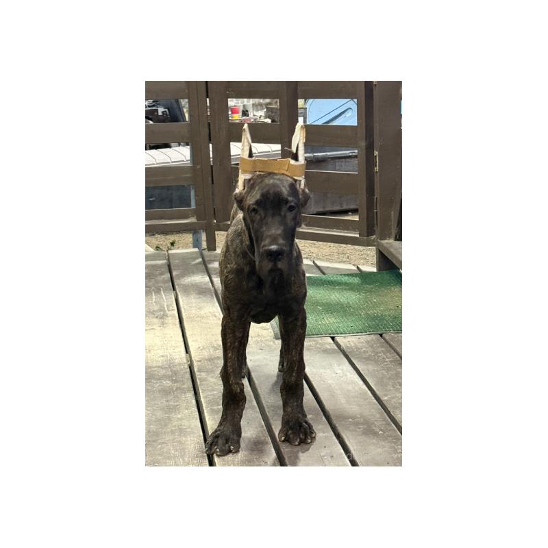 販売中の福岡県のグレートデン-444385の2枚目