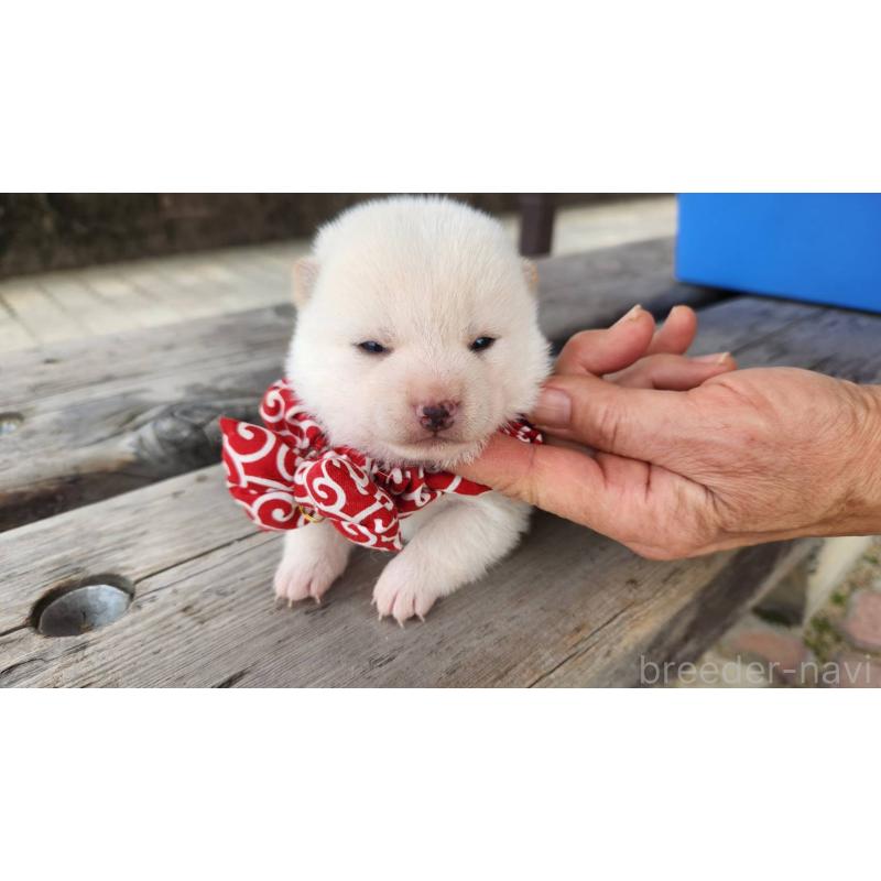 販売中の福岡県の豆柴-444384