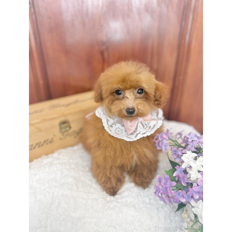 成約済の茨城県のタイニープードル-418678の8枚目