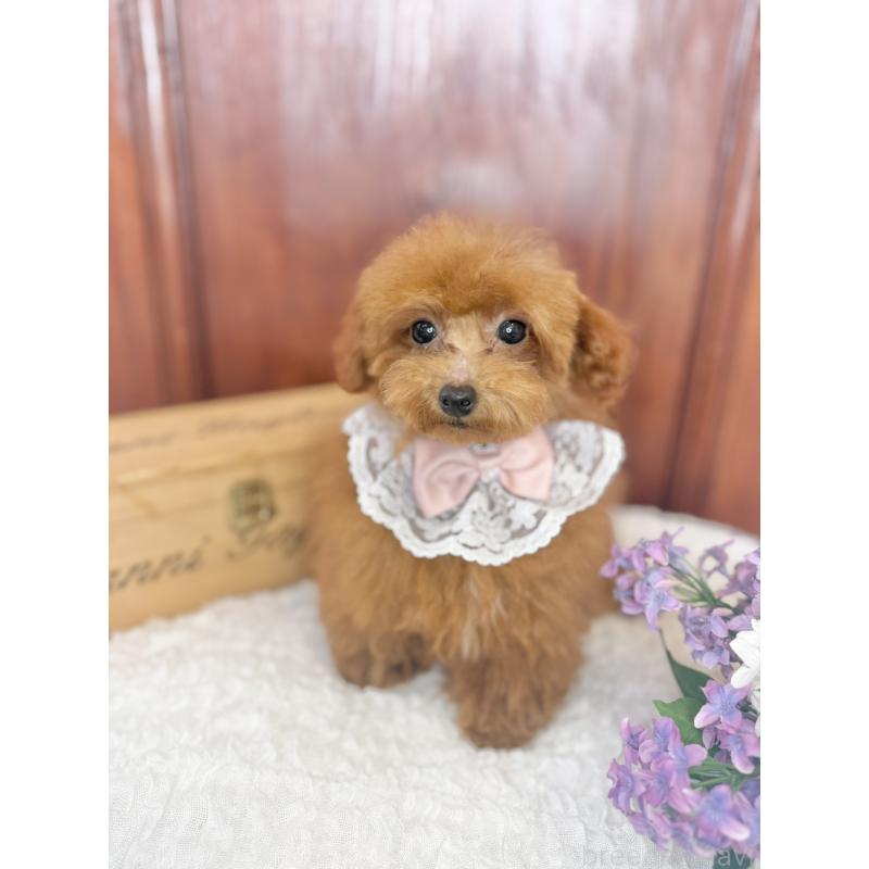 成約済の茨城県のタイニープードル-418678の6枚目