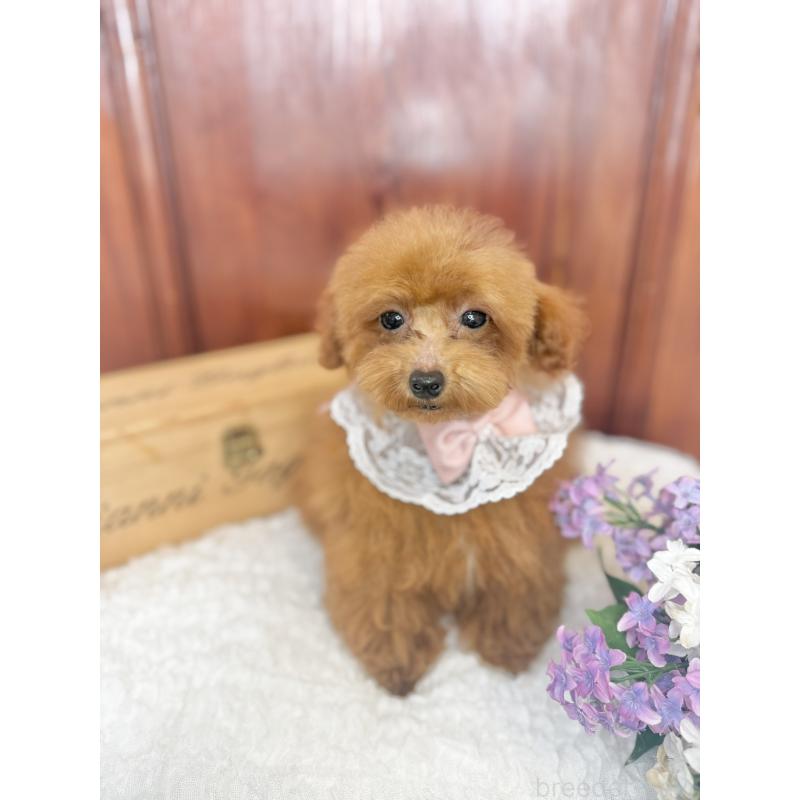 成約済の茨城県のタイニープードル-418678の5枚目