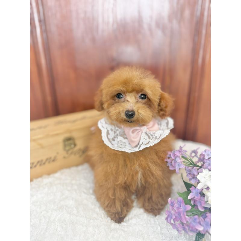 成約済の茨城県のタイニープードル-418678の4枚目