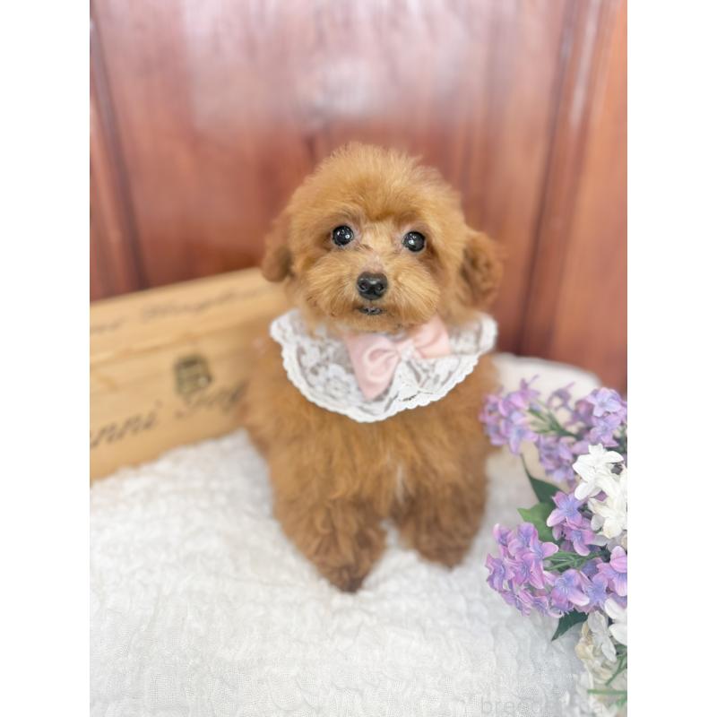 成約済の茨城県のタイニープードル-418678の3枚目