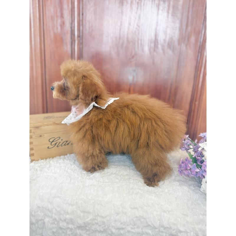 成約済の茨城県のタイニープードル-418678の2枚目