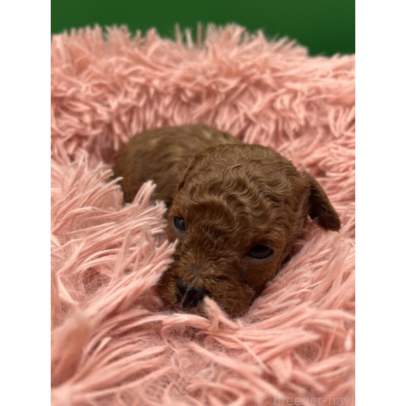 販売中の静岡県のトイプードル-444386の4枚目