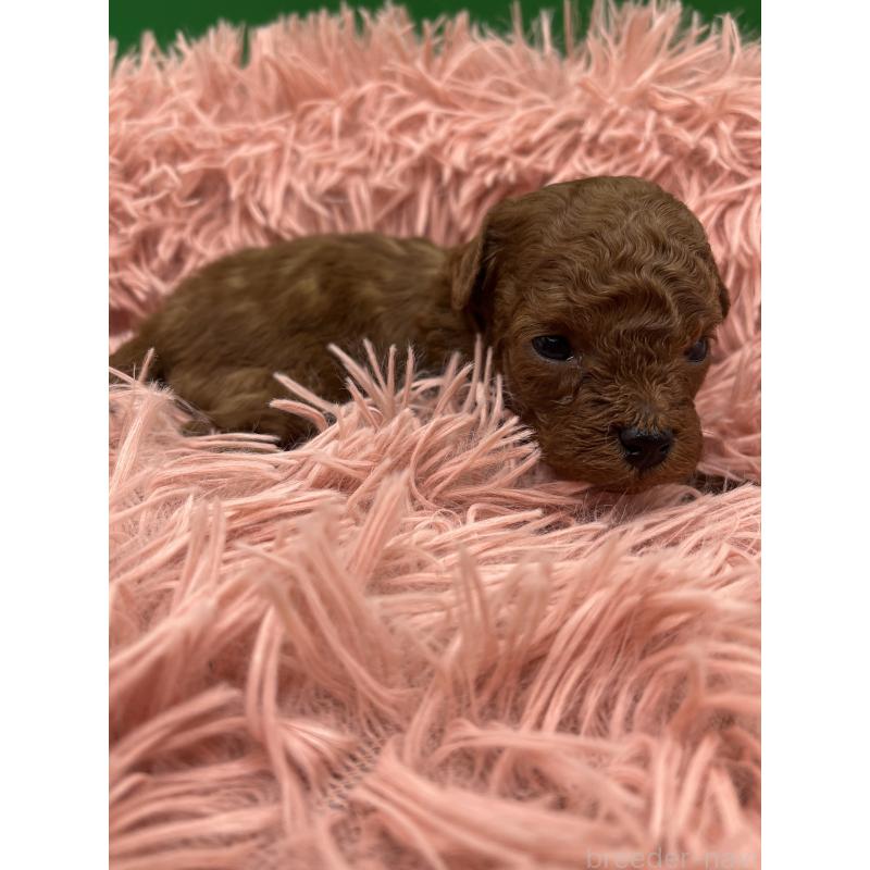 販売中の静岡県のトイプードル-444386の2枚目