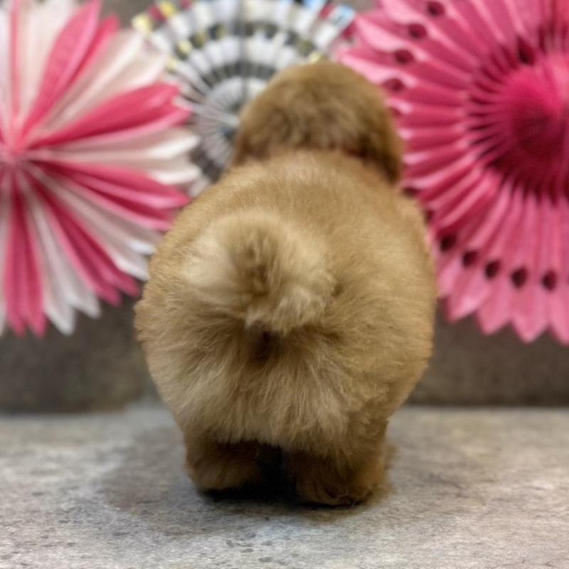 販売中の大阪府のタイニープードル-444387の7枚目