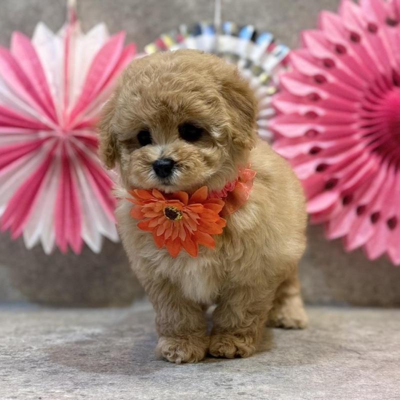 販売中の大阪府のタイニープードル-444387の6枚目