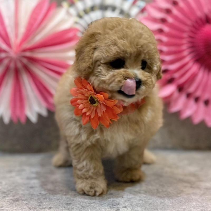 販売中の大阪府のタイニープードル-444387の4枚目