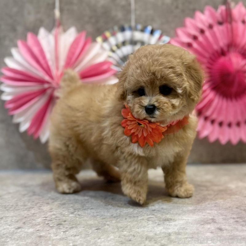 販売中の大阪府のタイニープードル-444387の3枚目