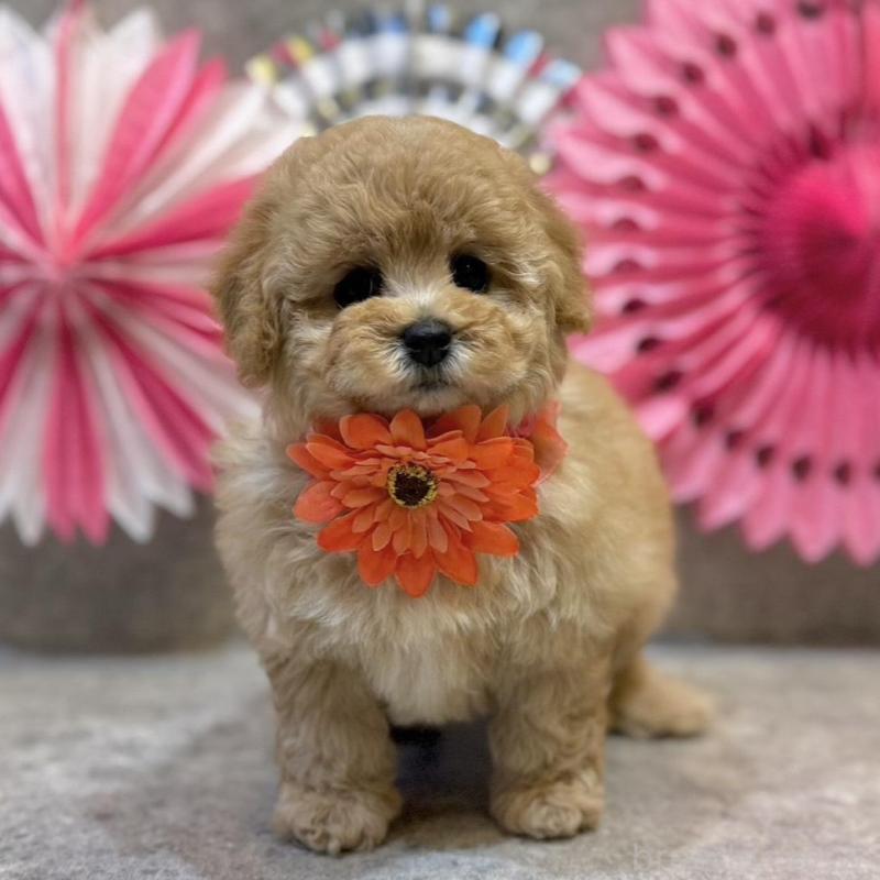 販売中の大阪府のタイニープードル-444387の2枚目