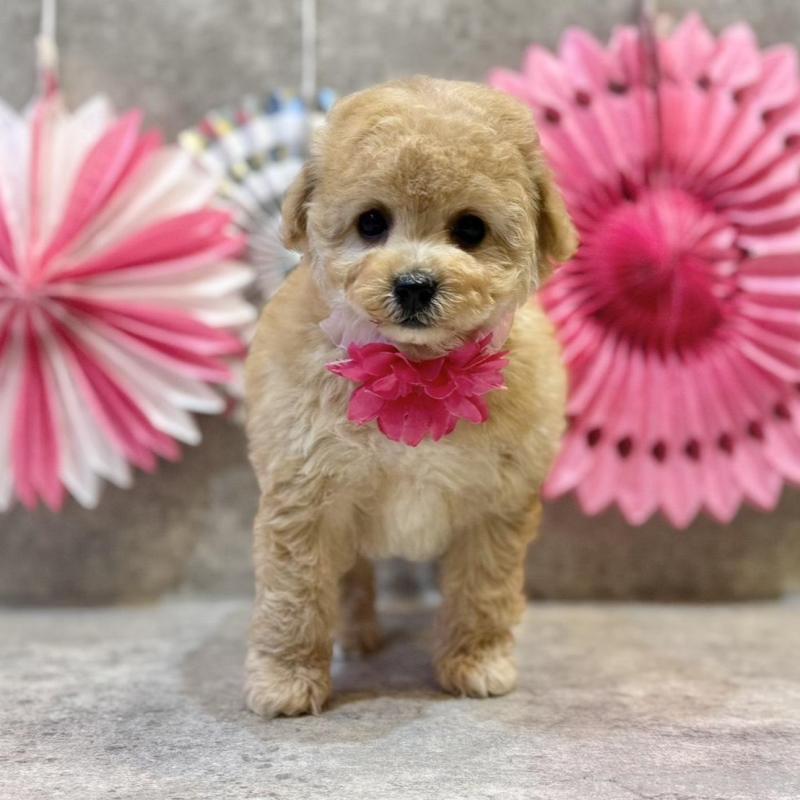 販売中の大阪府のトイプードル-444390の1枚目