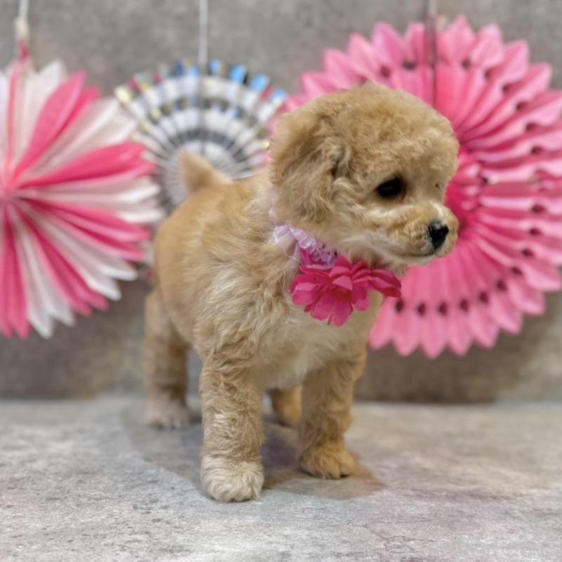 販売中の大阪府のトイプードル-444390の5枚目