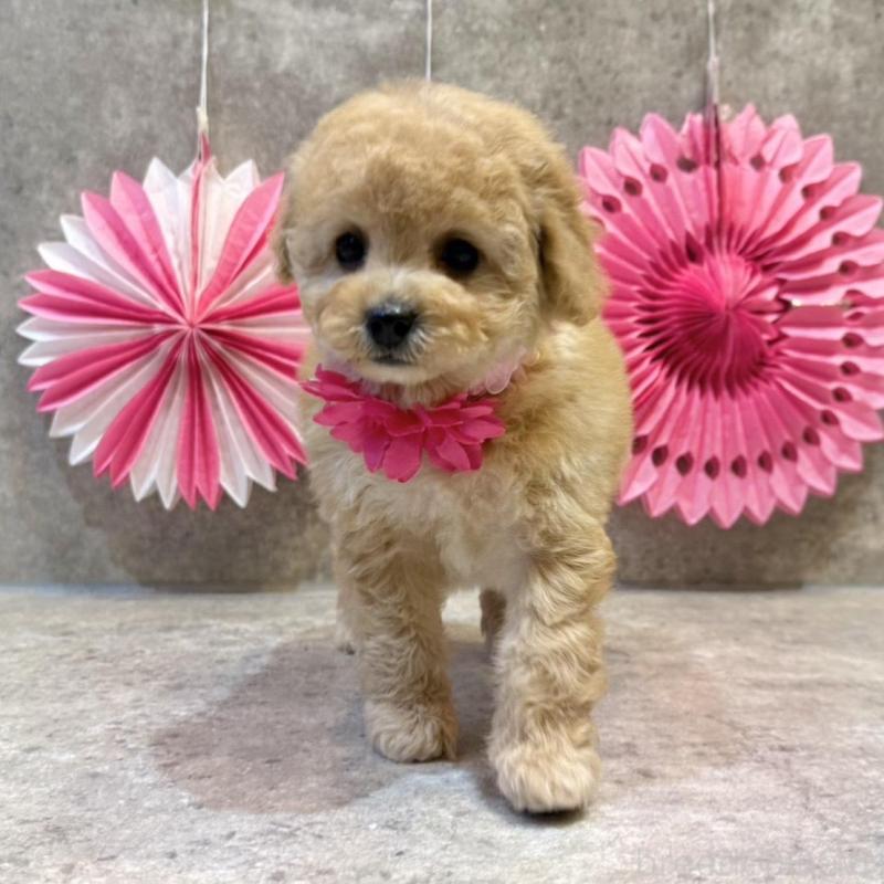 販売中の大阪府のトイプードル-444390の3枚目