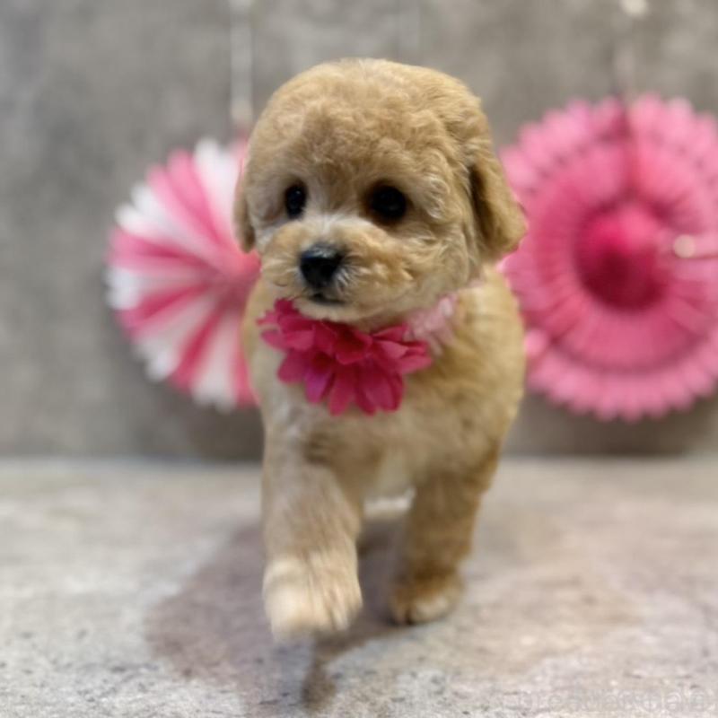 販売中の大阪府のトイプードル-444390の2枚目