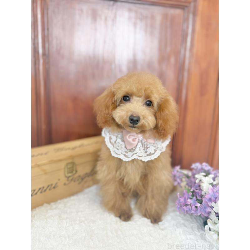 販売中の茨城県のタイニープードル-444391の9枚目