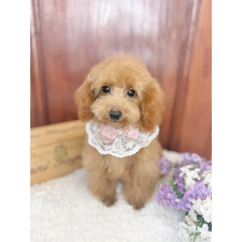 販売中の茨城県のタイニープードル-444391の7枚目