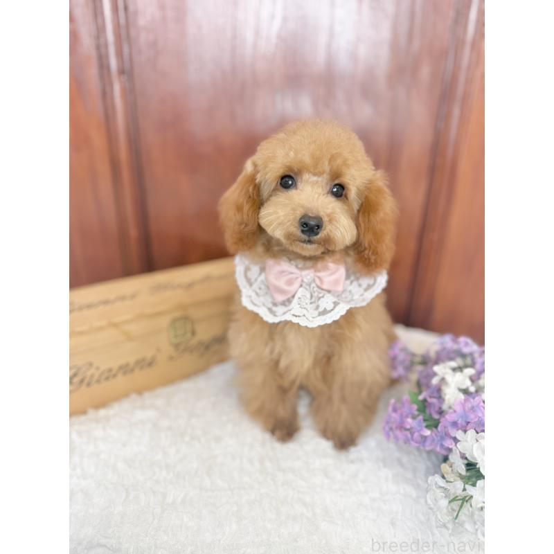 販売中の茨城県のタイニープードル-444391の6枚目