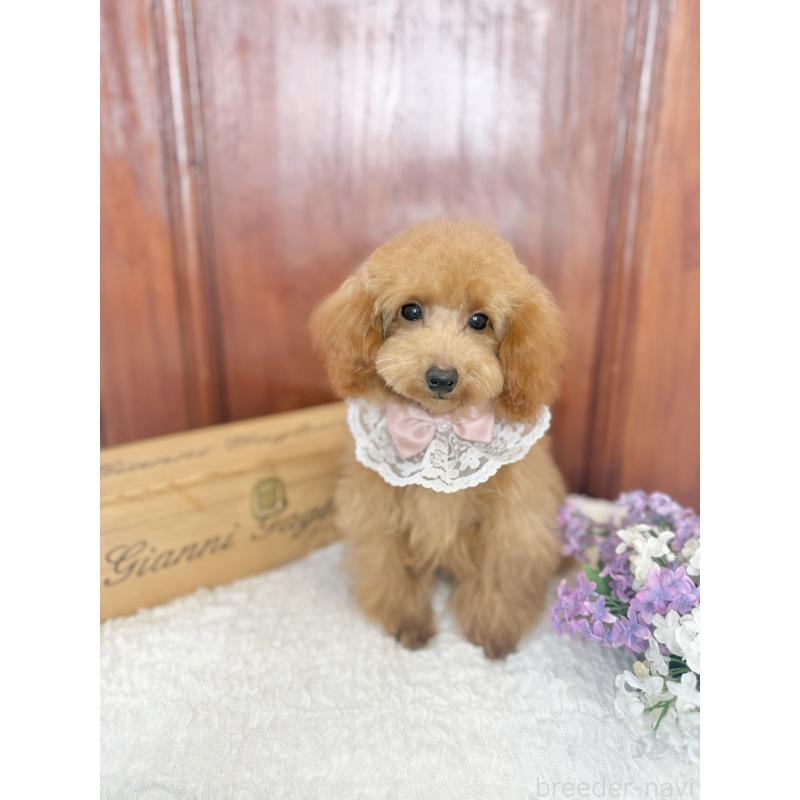 販売中の茨城県のタイニープードル-444391の5枚目