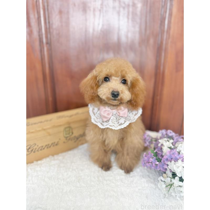 販売中の茨城県のタイニープードル-444391の4枚目