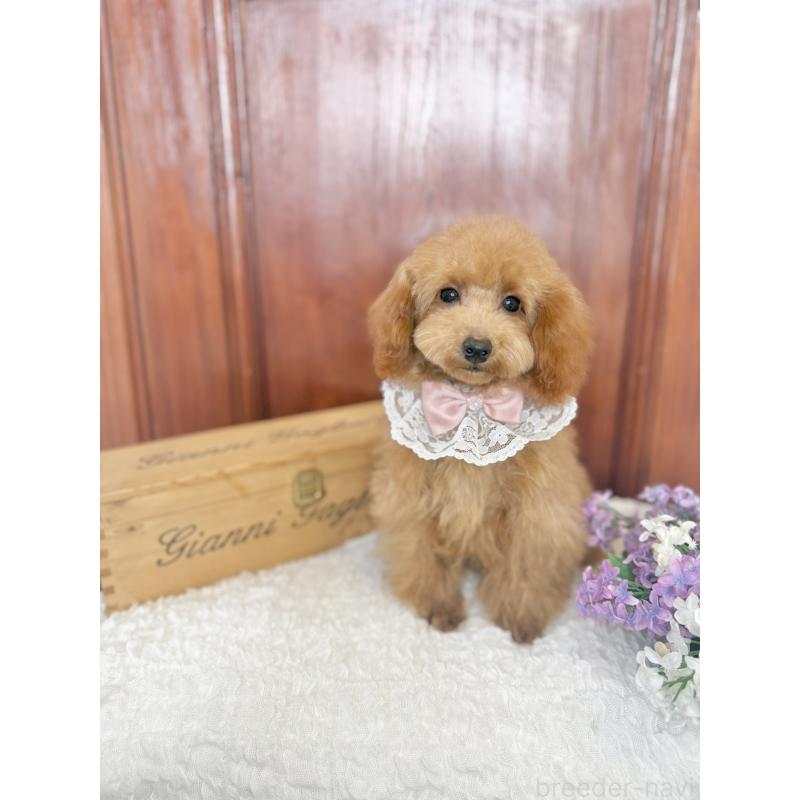 販売中の茨城県のタイニープードル-444391の3枚目