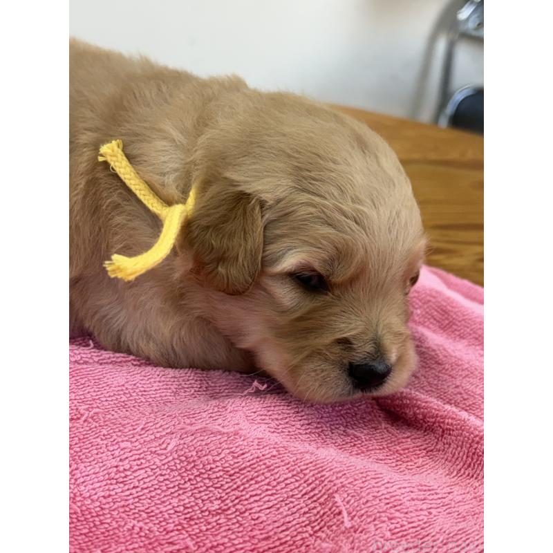 販売中の埼玉県のゴールデンドゥードル:ゴールデンレトリーバー×プードル-444394の3枚目