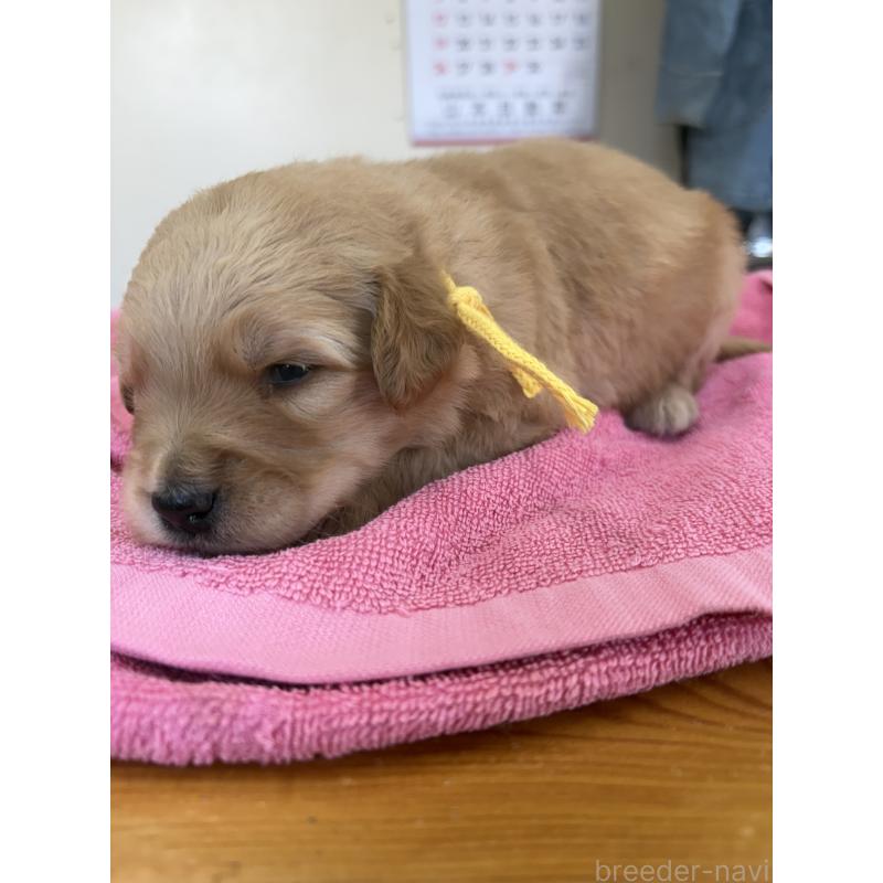 販売中の埼玉県のゴールデンドゥードル:ゴールデンレトリーバー×プードル-444394の2枚目