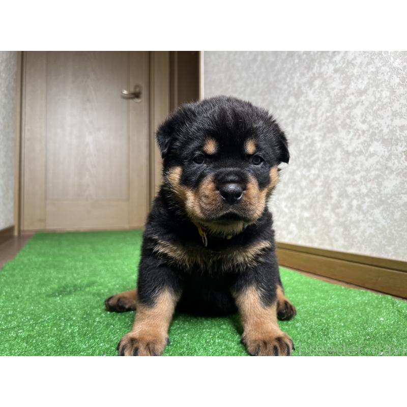 商談中の大阪府のロットワイラー-444305の2枚目