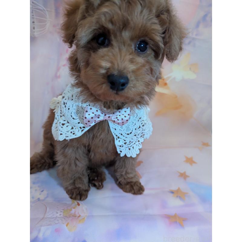 販売中の徳島県のトイプードル-444392の8枚目