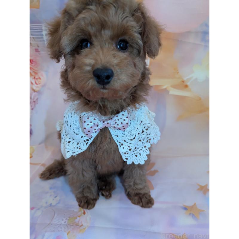 販売中の徳島県のトイプードル-444392の7枚目