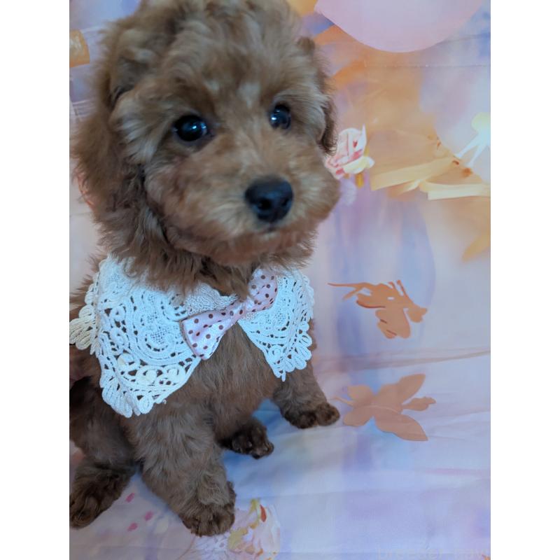 販売中の徳島県のトイプードル-444392の5枚目