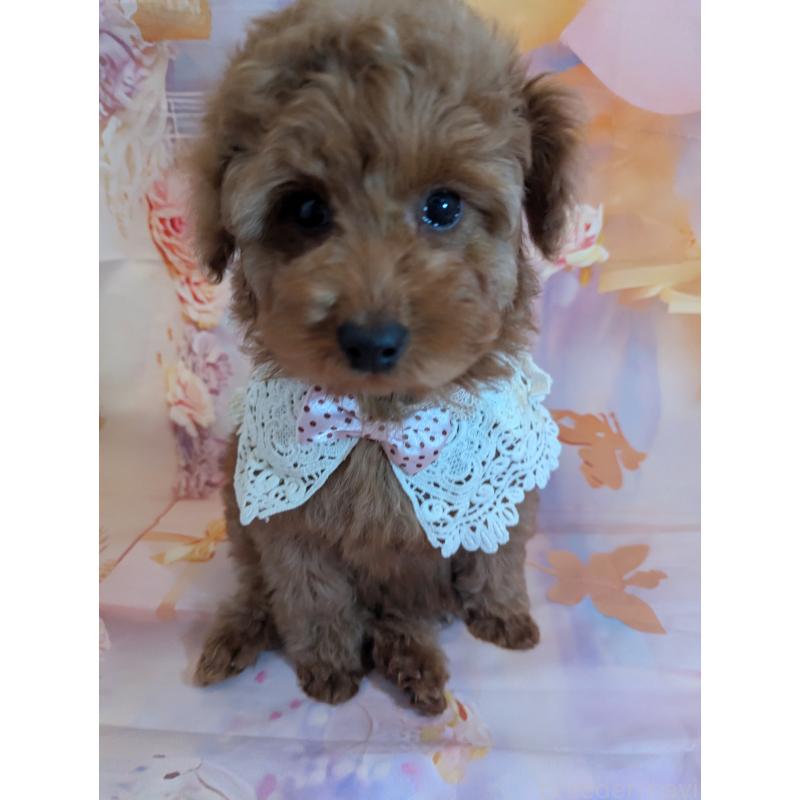 販売中の徳島県のトイプードル-444392の4枚目