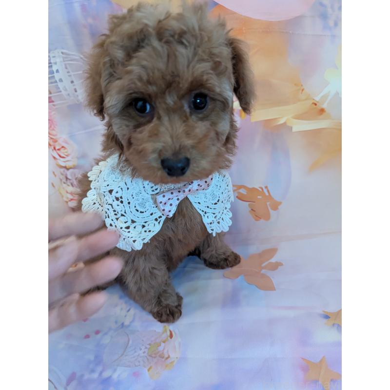 販売中の徳島県のトイプードル-444392の3枚目