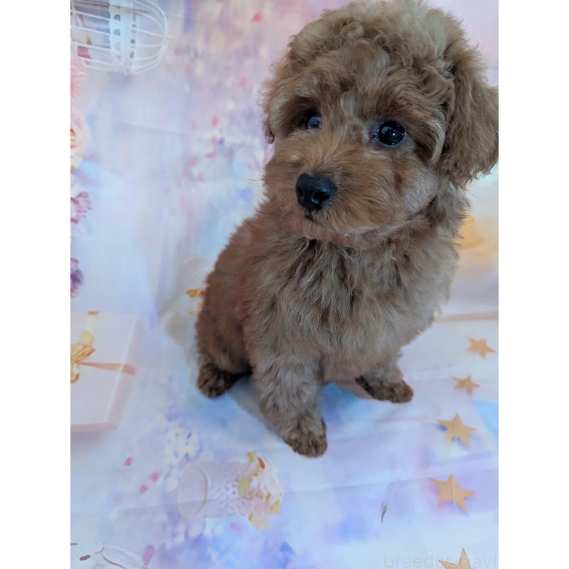 販売中の徳島県のトイプードル-444392の2枚目