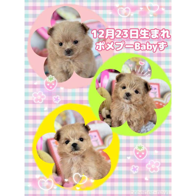 販売中の鹿児島県のポメプー:ポメラニアン×トイプードル-444395の4枚目