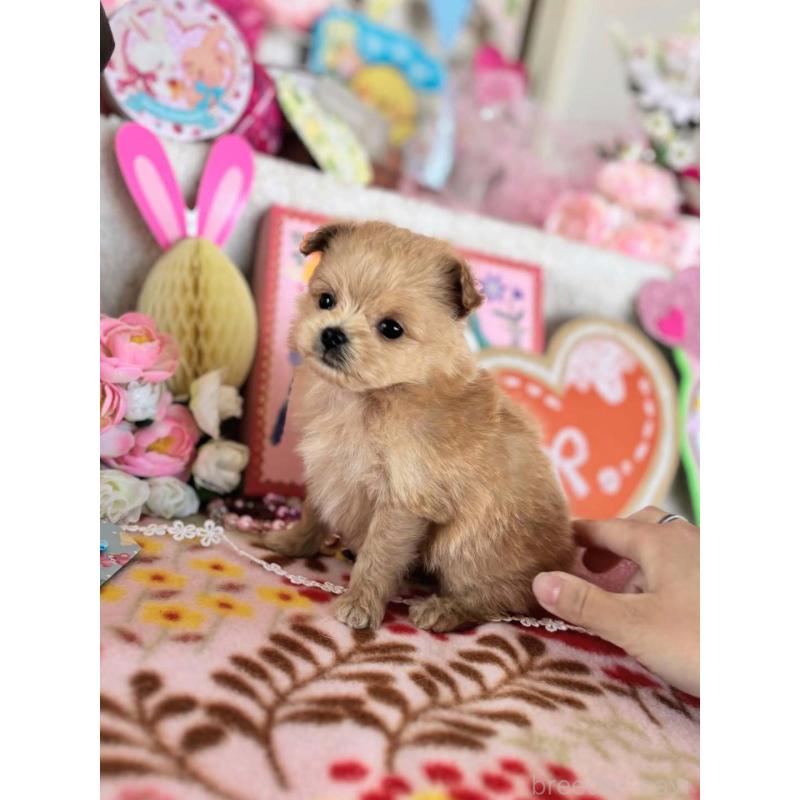 販売中の鹿児島県のポメプー:ポメラニアン×トイプードル-444395の3枚目