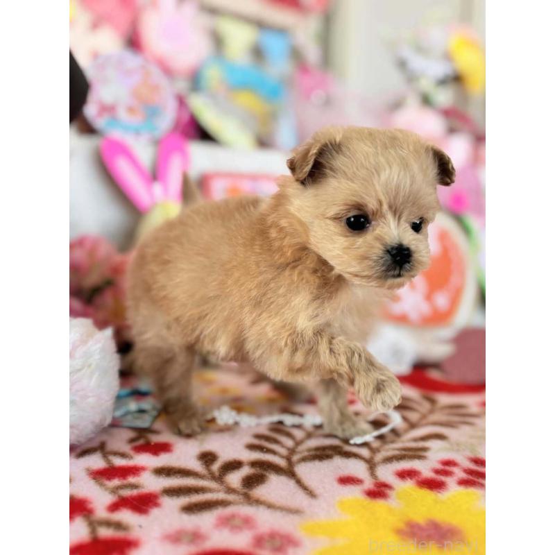 販売中の鹿児島県のポメプー:ポメラニアン×トイプードル-444395の2枚目
