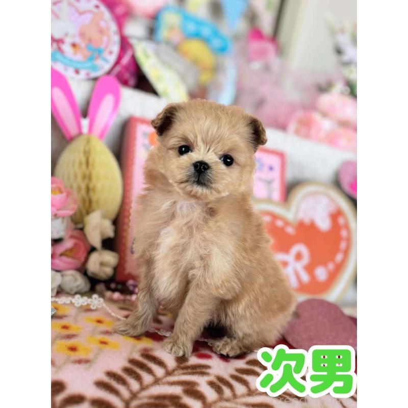 販売中の鹿児島県のポメプー:ポメラニアン×トイプードル-444395の1枚目