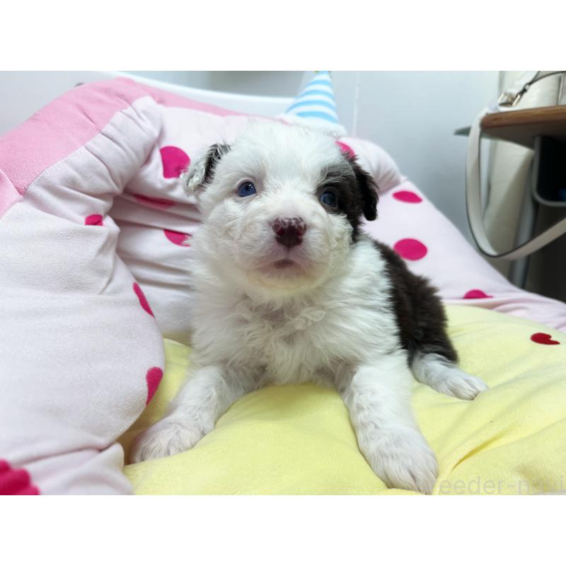 販売中の東京都のボーダーコリー-444396の7枚目