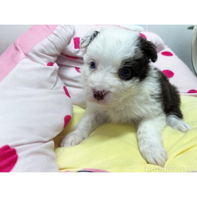 販売中の東京都のボーダーコリー-444396の6枚目