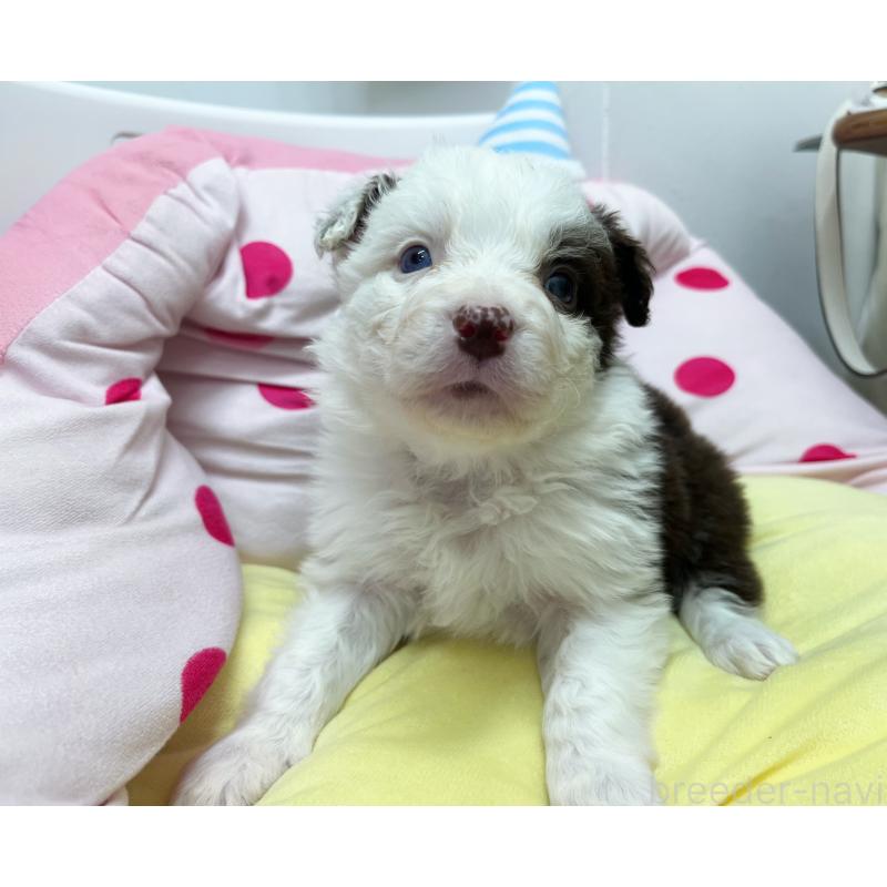 販売中の東京都のボーダーコリー-444396の5枚目