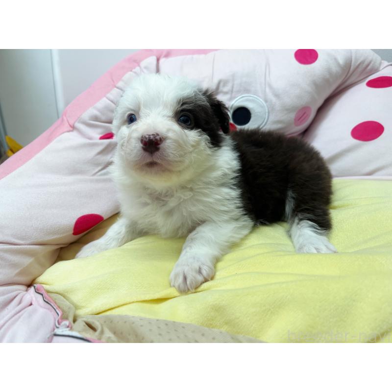 販売中の東京都のボーダーコリー-444396の4枚目